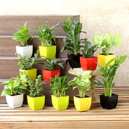 Set Of 12 Beautiful Green Plants