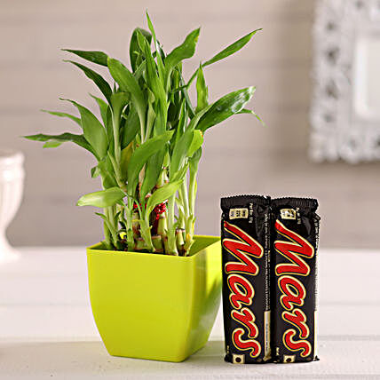 Chocobars and Bambo Plant Online