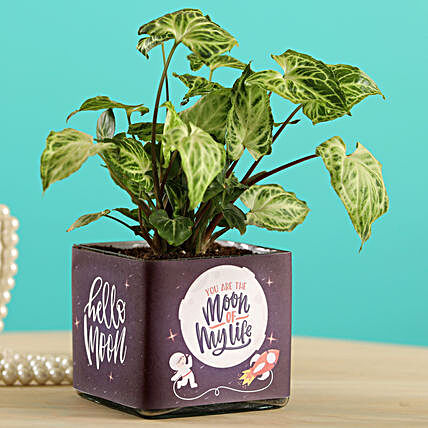 Potted Syngonium Plant In Moon of Life Vase