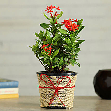 Beautiful Flowering Ixora Plant:Buy Flowering Plants