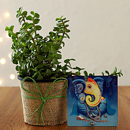 goodluck plant for diwali online:Gift Combos for Her