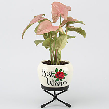 syngonium plant in best wishes metal pot