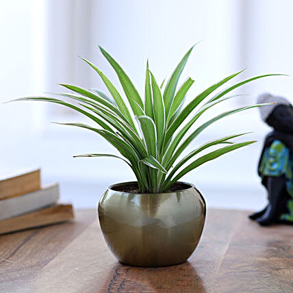 airpurifying plants in metal pot online:Buy Indoor Plants