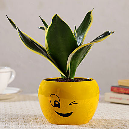 MILT Sansevieria Plant In Wink Emoji Printed Pot:Snake Plants