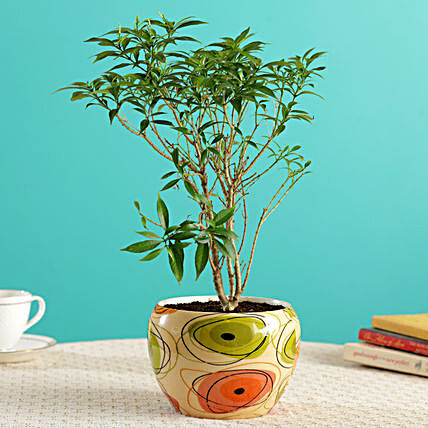 Schefflera Bonsai In Abstract Design Beige Pot