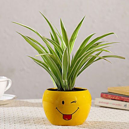 Spider Plant In Emoji Printed Pot