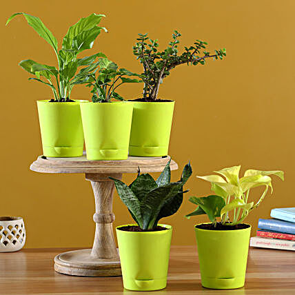 Online  Air Purifying Plants With Pots