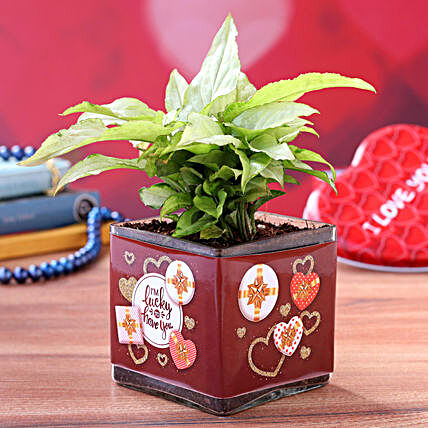 Syngonium Plant in Valentines Theme Glass Vase