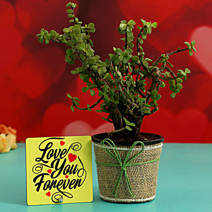 Jade Plant In Plastic Pot Love You Forever Table Top