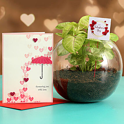 Syngonium Plant In Glass Vase With Greeting Card & V-Day Tag Hand Delivery:Plant Combo For Valentines Day