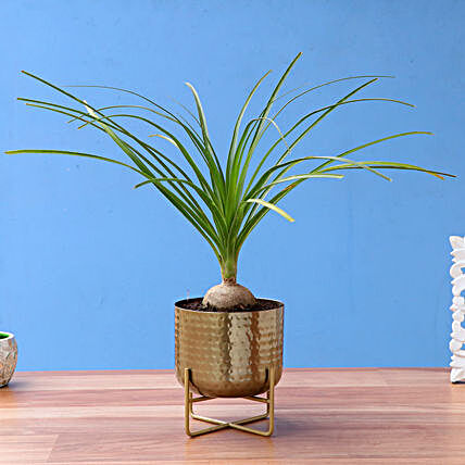 Nolina Palm Plant In Beautiful Brass Pot:Bonsai Tree