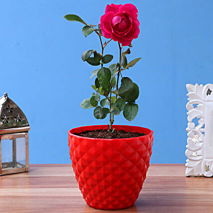 Red Rose Plant In Pretty Red Kohinoor Pot