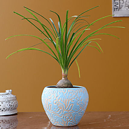 Nolina Palm Plant with Ceramic Planter