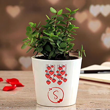 Jade Plant In Personalised Ceramic Vase:Jade Plants