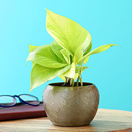 Golden Money Plant In Brass Pot:Money Tree Plant Delivery