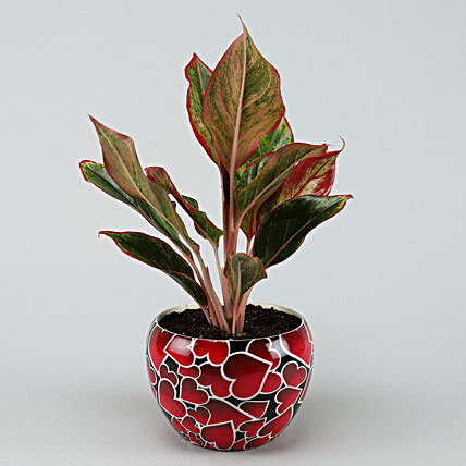 Red Aglaonema Plant In Red Heart Pot Hand Delivery
