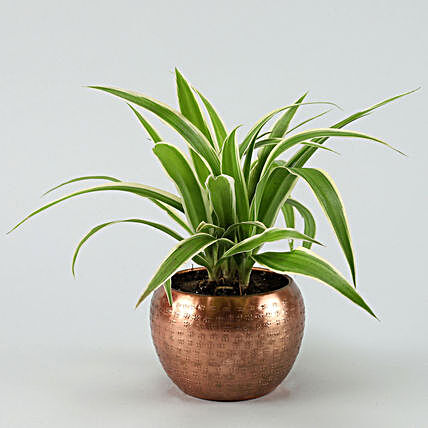 Spider Plant In Brass Metal Pot Hand Delivery