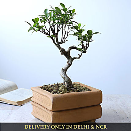 Ficus S Shape Bonsai Plant In Double Book Design Pot