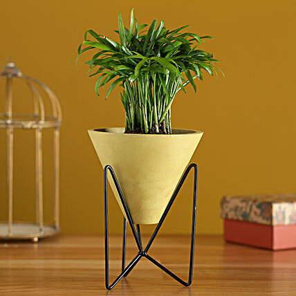 Chamaedorea Plant In Triangular Pot With Stand