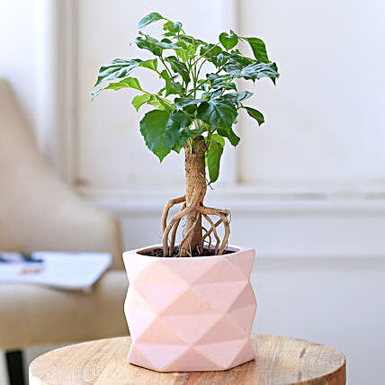 Radermachera Plant In Triangular Ceramic Pot