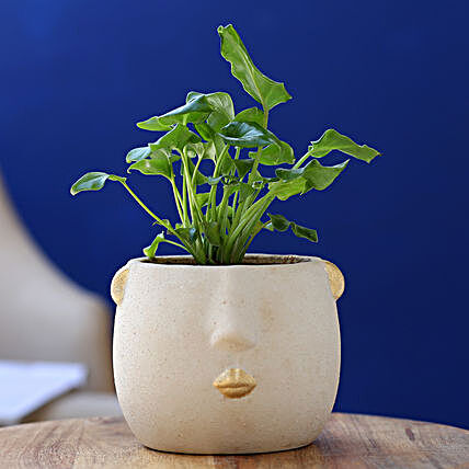 Xanadu Plant In Cream Face Ceramic Pot