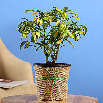 Schefflera Bonsai Plant In Black Nursery Plant