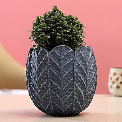 Table Kamini Plant In Blue Grey Ceramic Pot