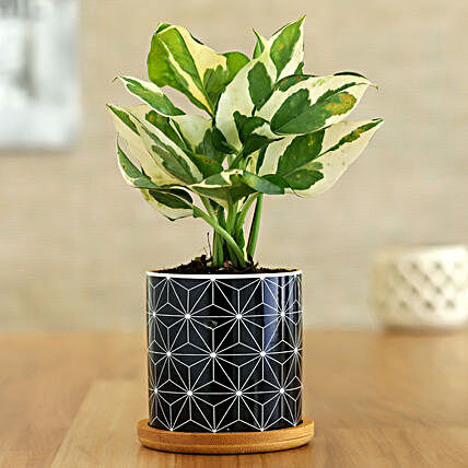 White Pothos Plant In Black Pot With Wooden Plate:Folk Art Planters