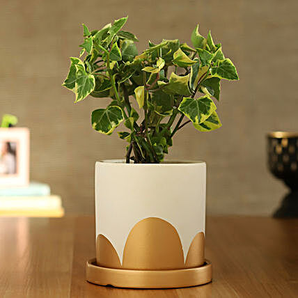 English Ivy Plant In White And Golden Pot With Plate