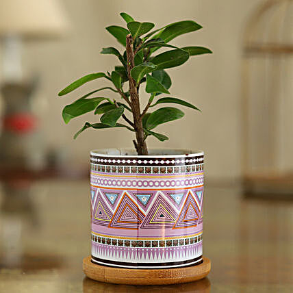 Ficus Compacta Plant In Pink Ceramic Pot With Wooden Plate
