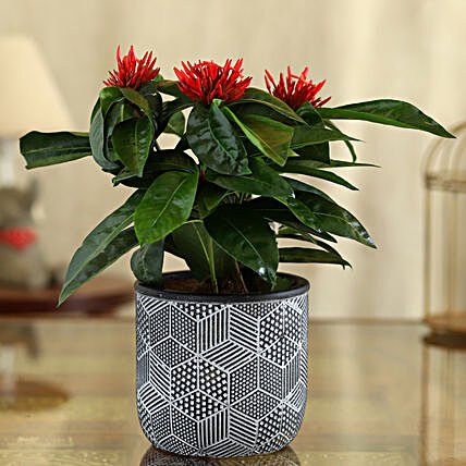 Ixora Plant In Black And White Engraved Pot
