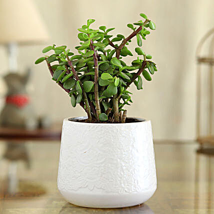 Jade Plant In White Flower Design Pot