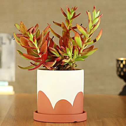 Red Campfire Plant In Coral And Green Pot With Plate
