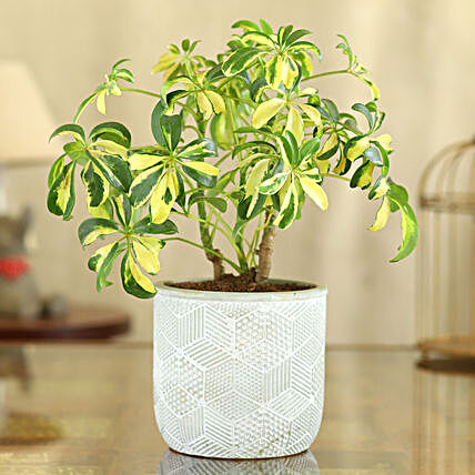 Schefflera Plant In Green And White Ceramic Pot