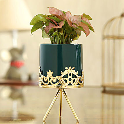 Syngonium Plant In Green Pot With Golden Stand:Planter Stands