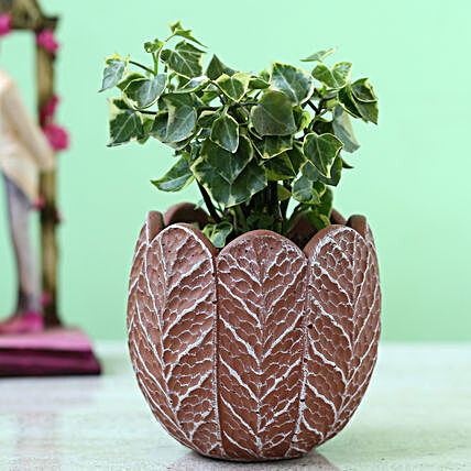 English Ivy Plant In Round Ceramic Pot
