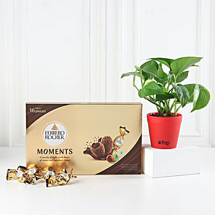 Money Plant With Ferrero Rocher For Mom:Send Plants n Chocolates