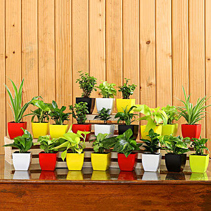 Set Of 20 Beautiful Plants In Plastic Pots:Plastic Planters