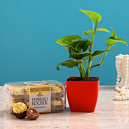 Money Plant And Ferrero Rocher Combo