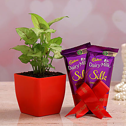 Syngonium Plant And Dairy Milk Silk Combo