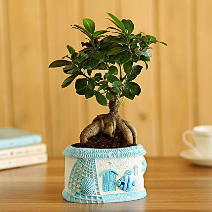 Ficus Bonsai In Sea House Planter Hand Delivery:Resin Planters