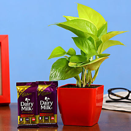 Money Plant And Dairy Milk Bars:Send Plants n Chocolates