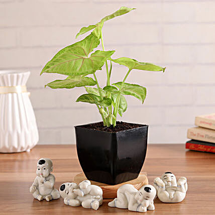 Syngonium Plant With Cute Baby Buddha Figurines