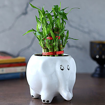 2 Layer Bamboo Plant In Elephant Ceramic Pot