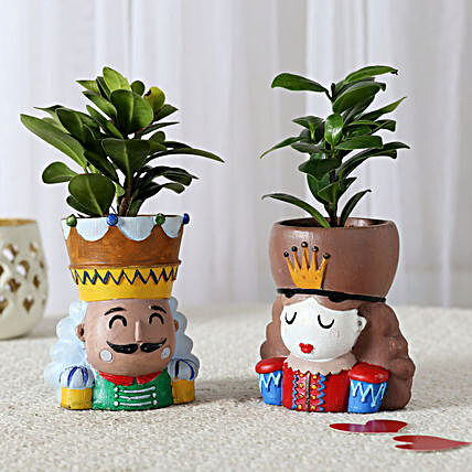 combo of ficus plant in attractive pot:Gifts Delivery In Lalghati - Bhopal