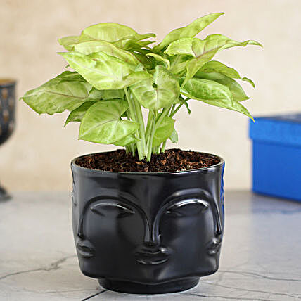 Syngonium Plant In Black Face Embossed Pot
