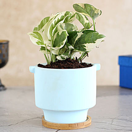 White Pothos Plant In Blue Ceramic Pot