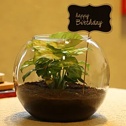syngonium plant online:Send Plants for Birthday