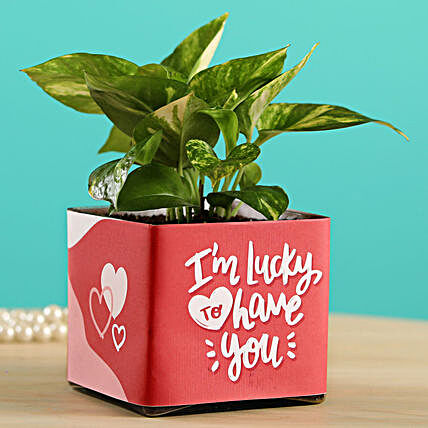 Money Plant In Lucky To Have You Glass Pot:Plants Under-499