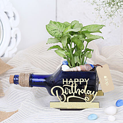 Syngonium Plant In Birthday Antiquity Bottle Planter:Plants Delivery